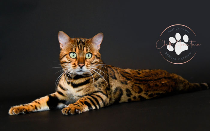 Bengal kitten for sale